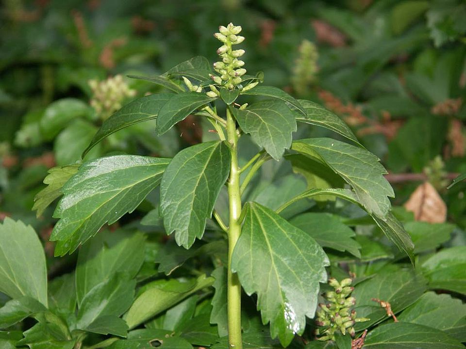 Pachysandra terminalis - Japanischer Ysander (Buxaceae)