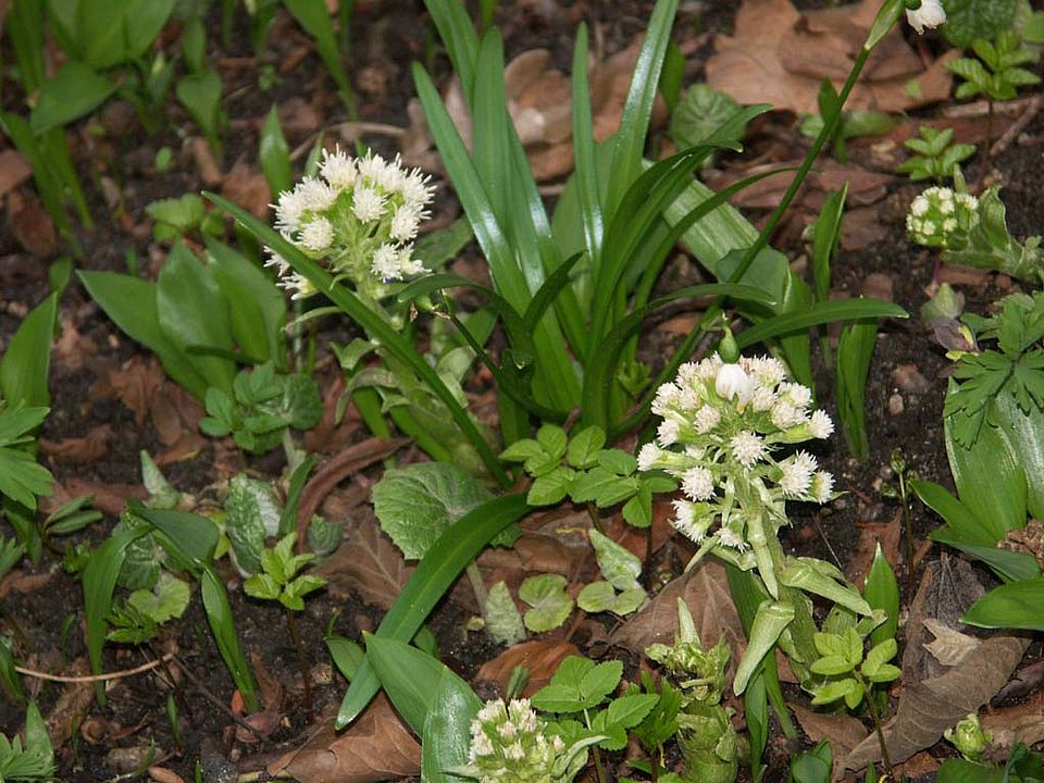 Petasites albus - Weiße Pestwurz (Asteraceae)