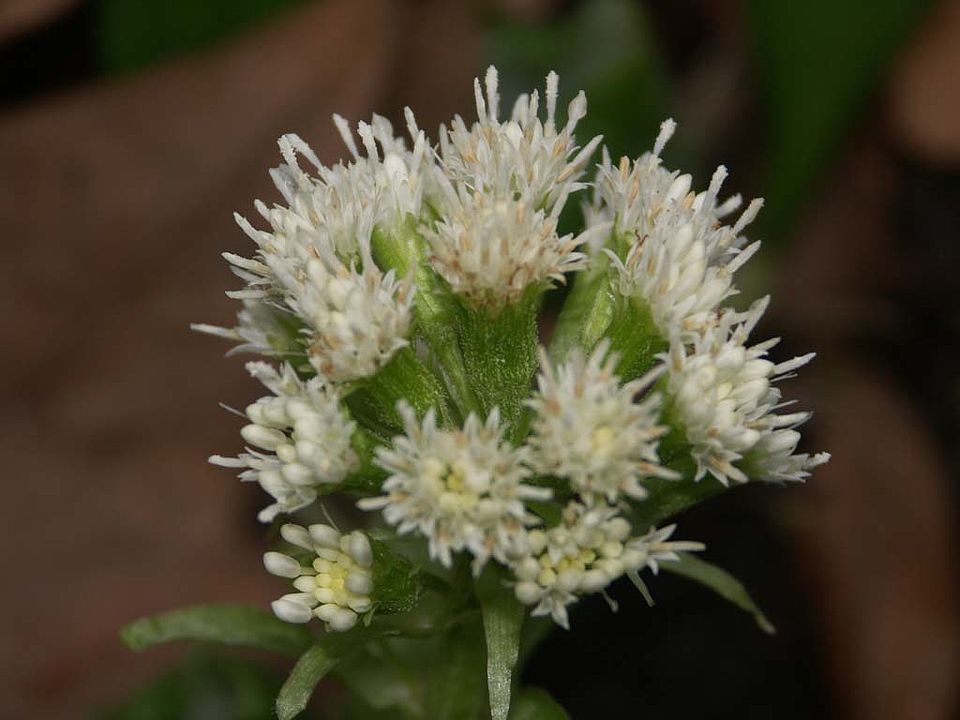 Petasites albus - Weiße Pestwurz (Asteraceae)