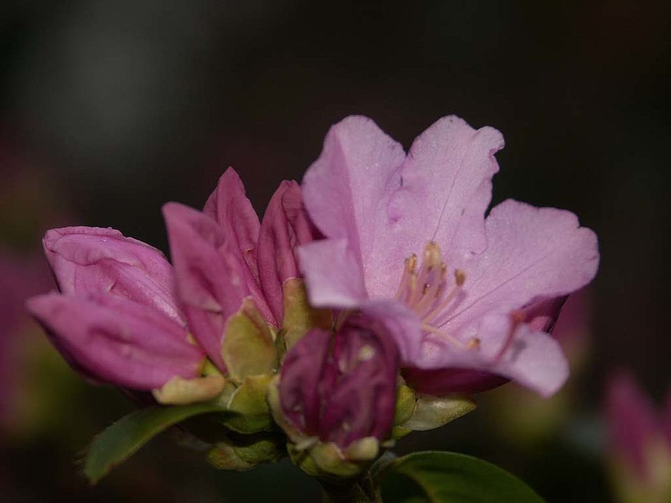 Rhododendron praecox - Vorfrühlings-Alpenrose (Ericaceae)