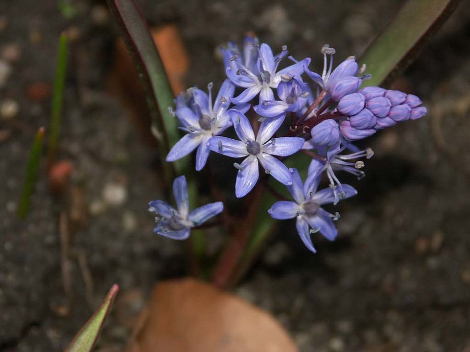 Scilla bifolia - Zweiblättriger Blaustern (Hyacinthaceae)