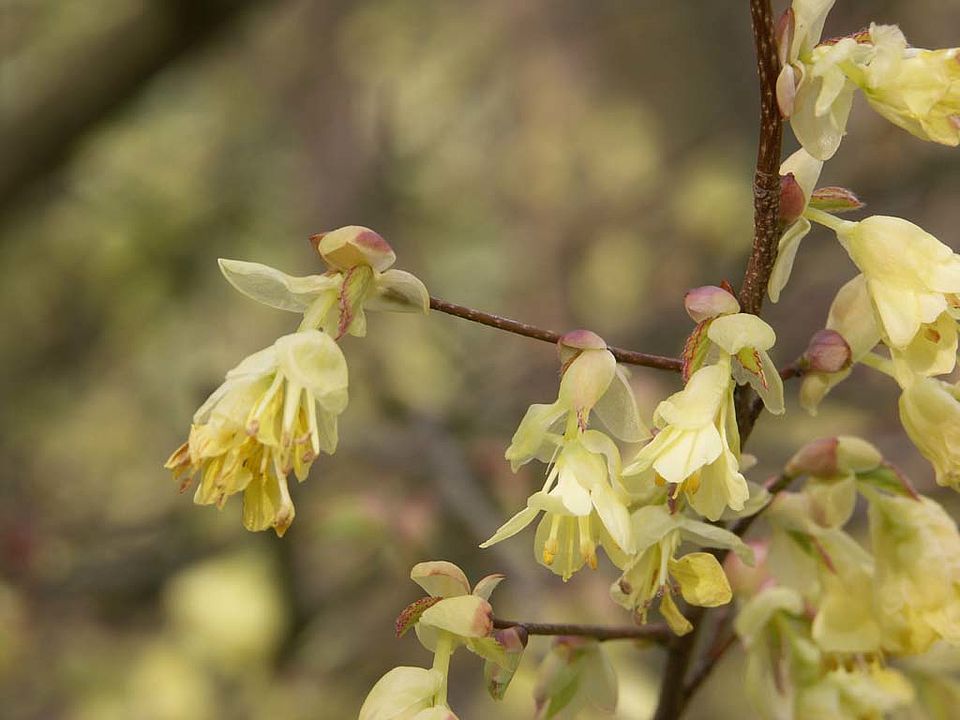 Corylopsis pauciflora – Scheinhasel (Hamamelidaceae)
