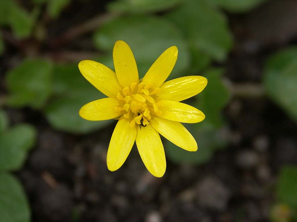 Ranunculus ficaria – Scharbockskraut (Ranunculaceae)