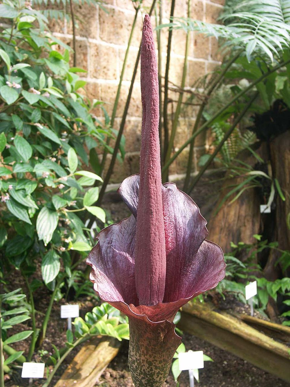 Amorphophallus konjac (Familie Araceae) – SO-Asien