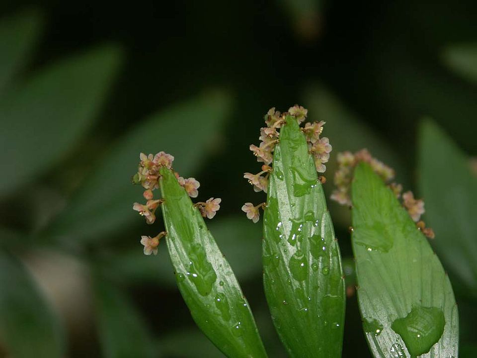 Phyllanthus arbuscula (Euphorbiaceae) – Jamaika