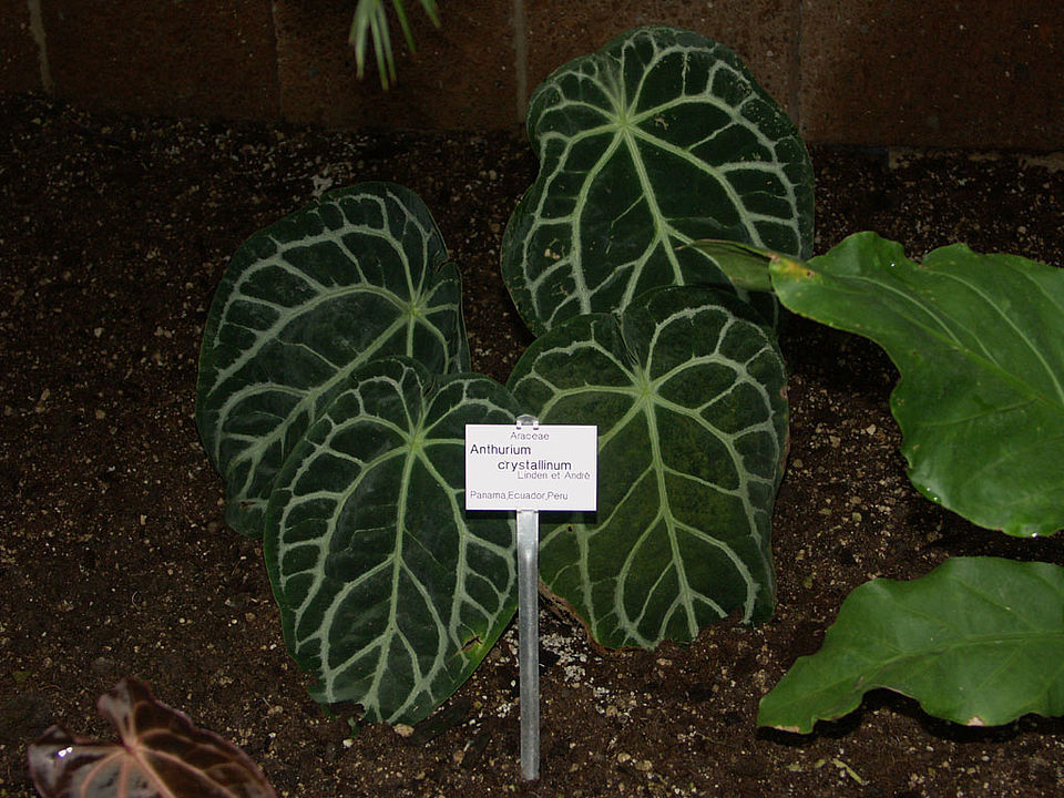 Anthurium crystallinum (Familie Araceae) - Südamerika