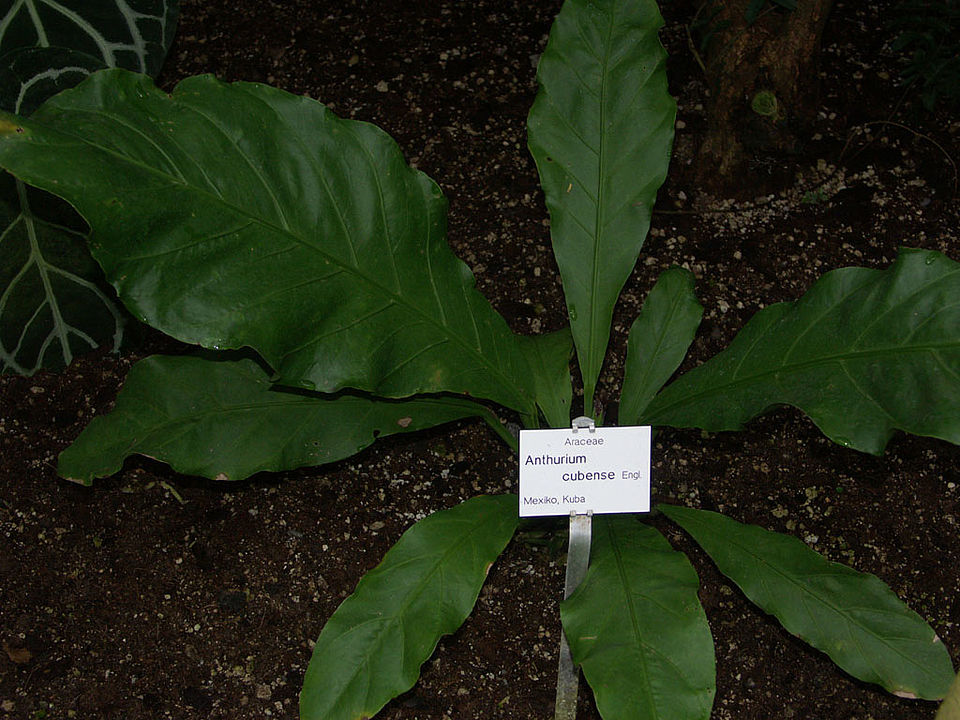 Anthurium cubense (Familie Araceae) - Mexiko, Kuba