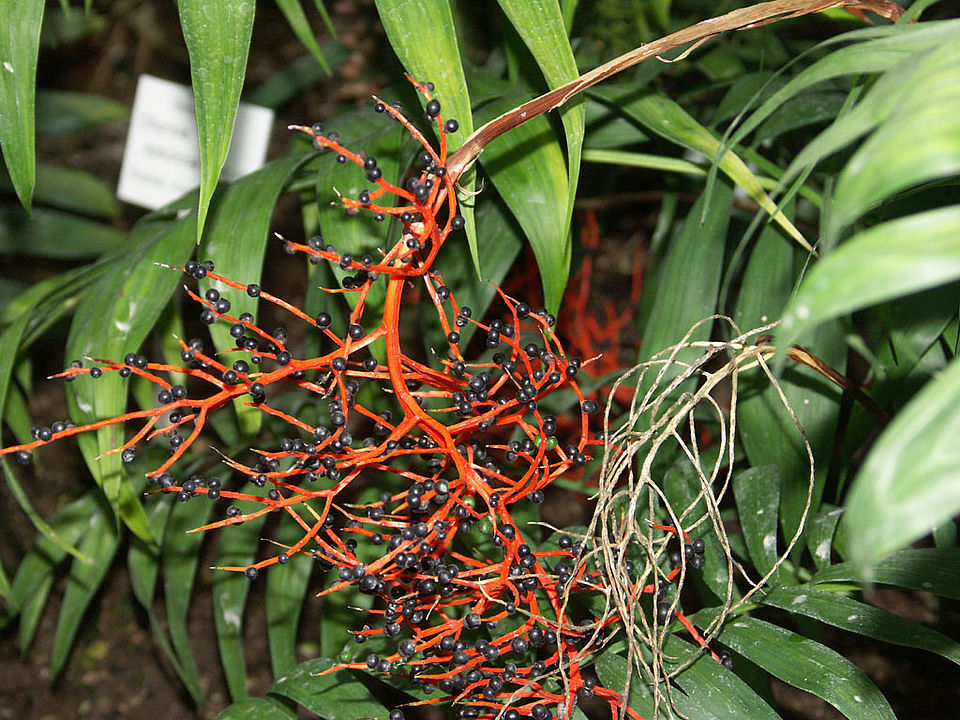 Chamaedorea elegans (Familie Areaceae) - Mexiko, Guatemala