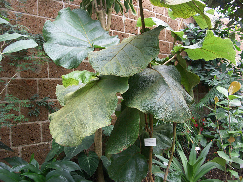 Coccoloba pubescens (Familie Polygonaceae) - Zentralamerika