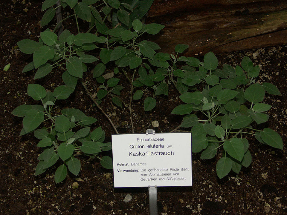 Croton eleuteria (Familie Euphorbiaceae) - Bahamas