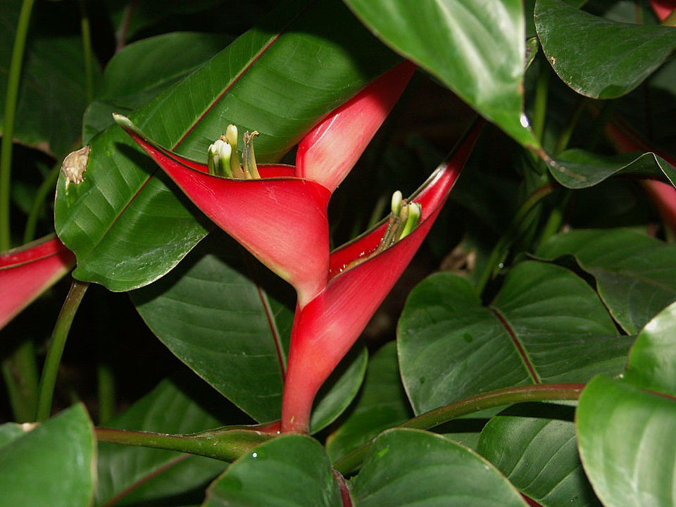 Heliconia bihai (Familie Heliconiaceae) - Zentral- und Südamerika