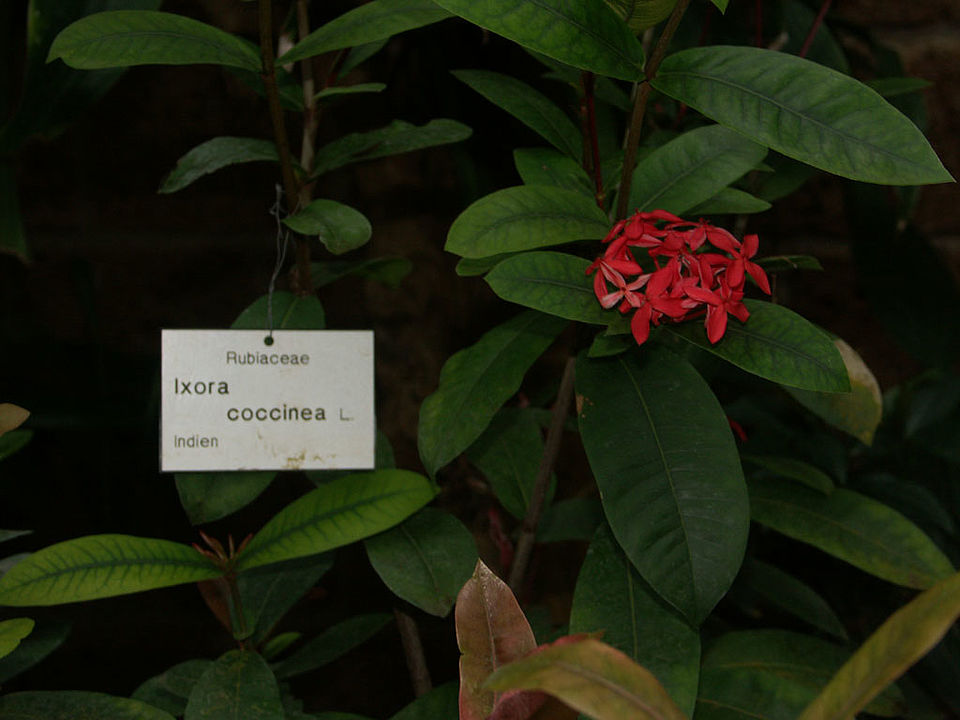 Ixora coccinea (Familie Rubiaceae) - Indien