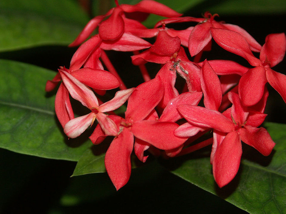 Ixora coccinea (Familie Rubiaceae) - Indien