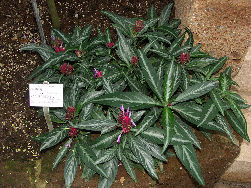 Justicia ovata var. lanceolata (Familie Acanthaceae)