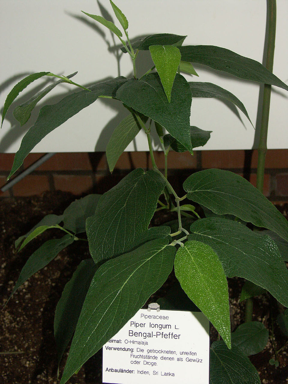 Piper longum (Familie Piperaceae) - Indien, Sri Lanka