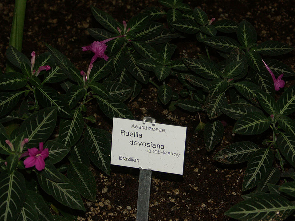 Ruellia devosiana (Familie Acanthaceae) - Brasilien