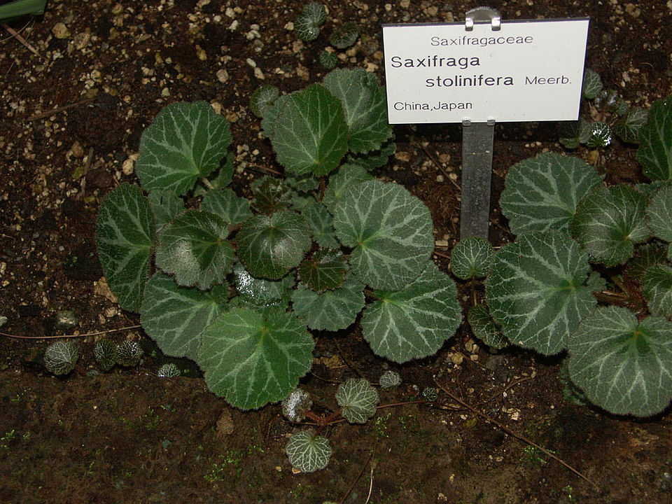 Saxifraga stolonifera (Familie Saxifragaceae) - Ostasien