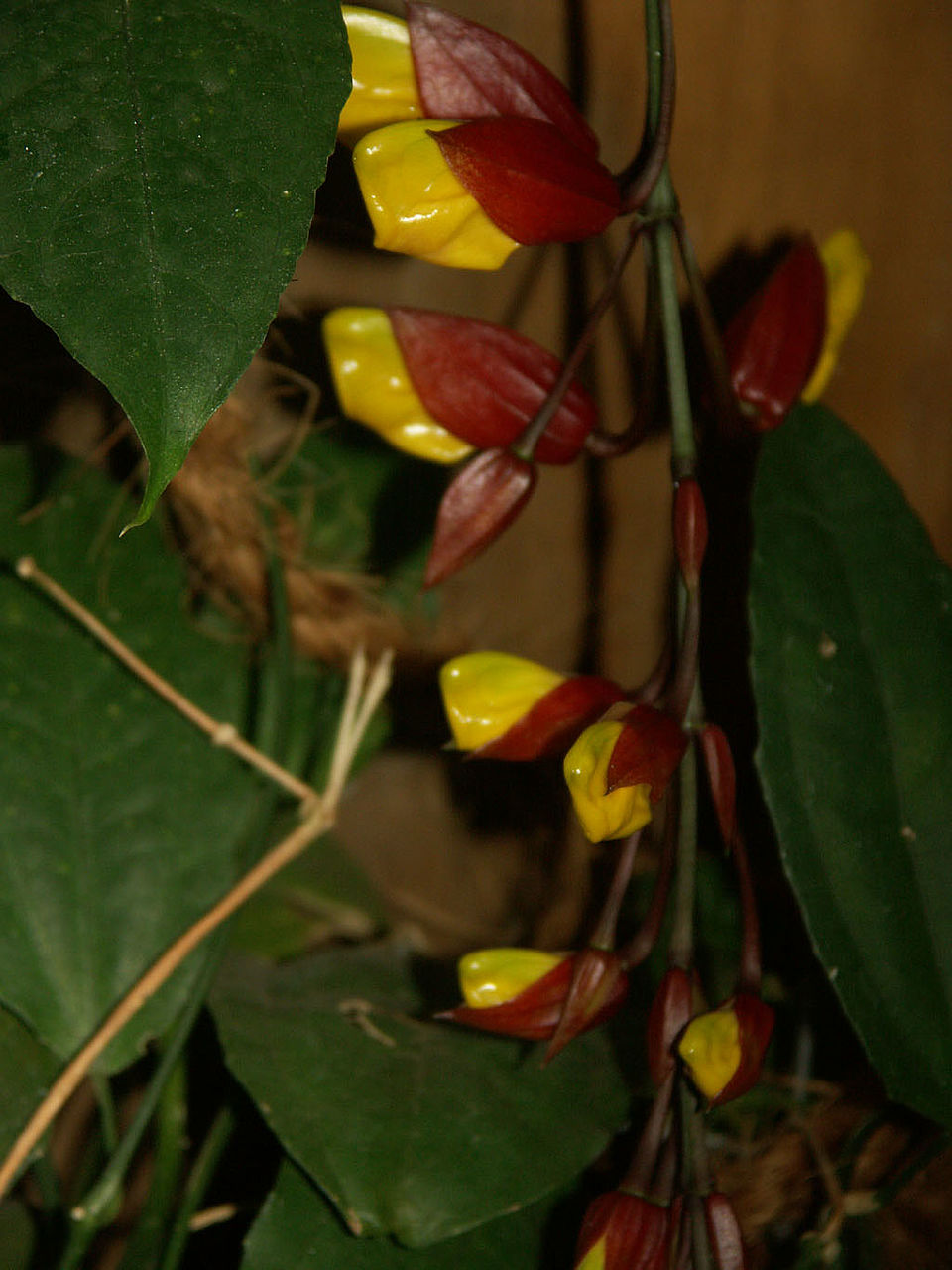 Thunbergia myosorensis (Familie Acanthaceae) - Indien