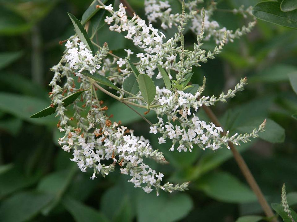 Aloysia scaberrima – Menthol-Verbene (Verbenaceae)