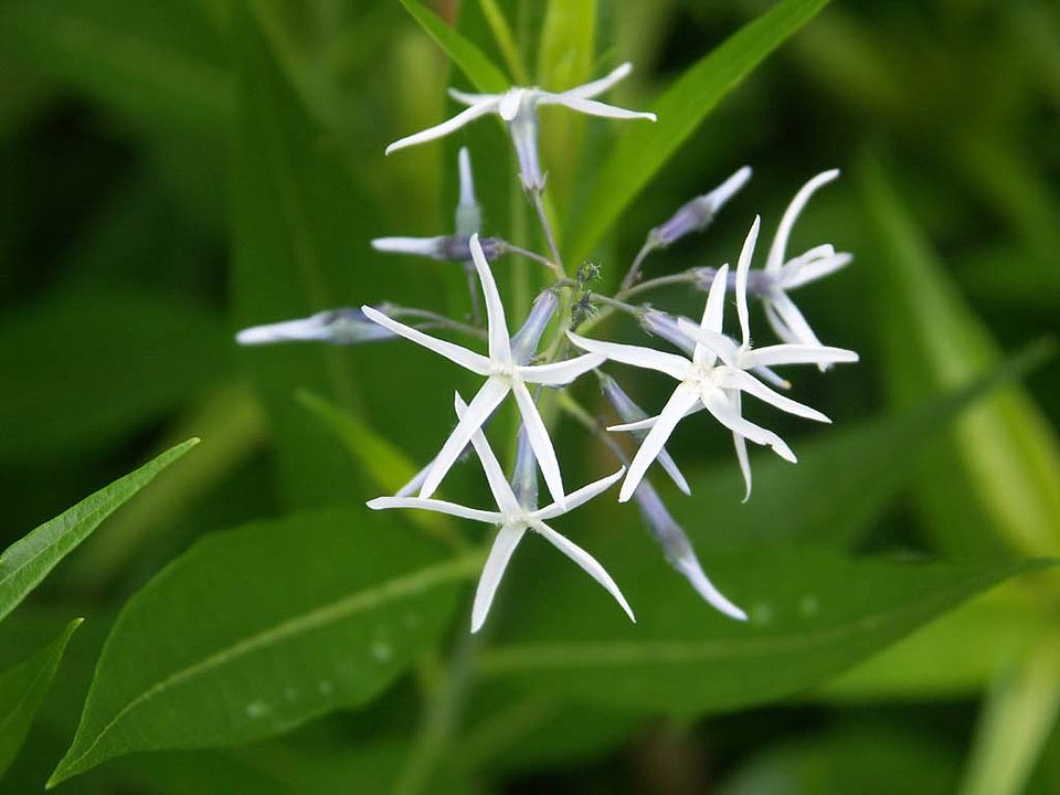 Amsonia tabernaemontana – Amsonia (Apocynaceae)