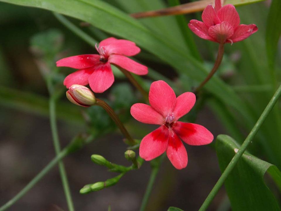 Anomatheca laxa – Goldblatt (Iridaceae)