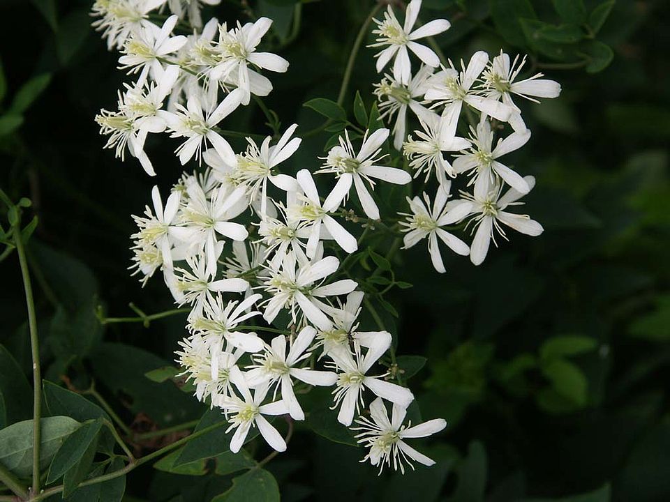 Clematis recta – Aufrechte Waldrebe (Ranunculaceae)