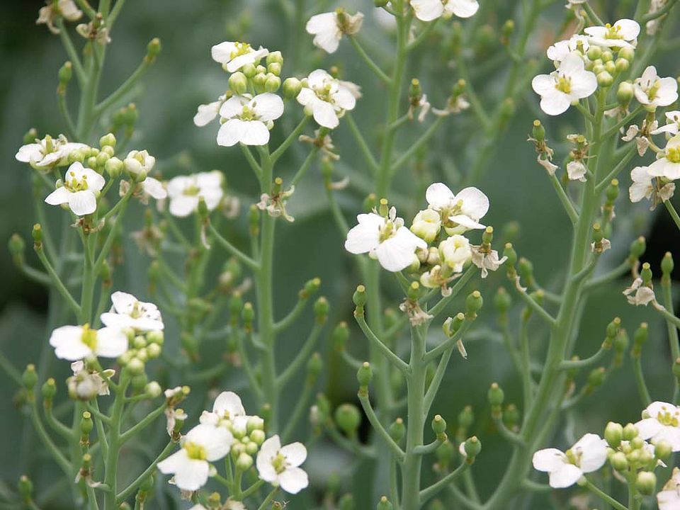 Crambe maritima cv. „Liliy White“ – Meerkohl [Kulturform] (Brassicaceae)