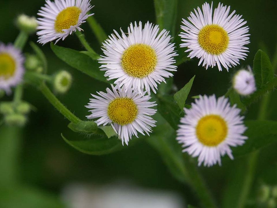 Erigeron strigosus – Einjähriger Feinstrahl (Asteraceae)