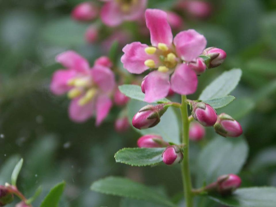Escallonia virgata x E. rubra „Donard Seedling“ [Kulturform] (Escalloniaceae)