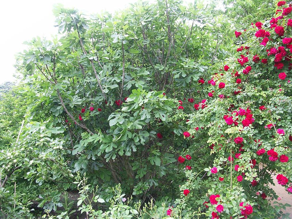Ficus carica – Echter Feigenbaum (Moraceae)