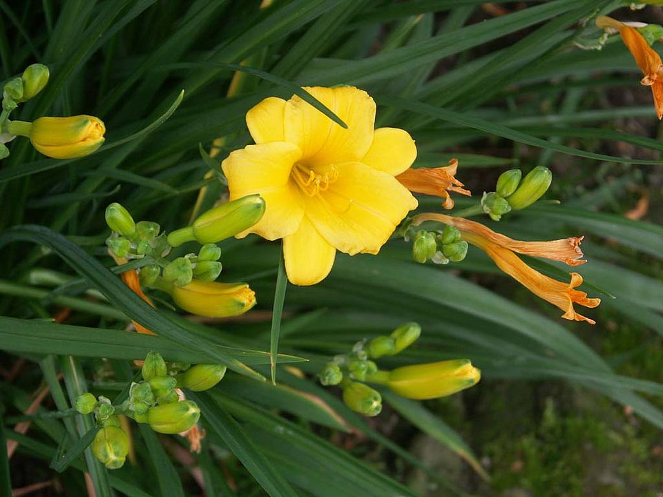Hemerocallis-Hybride „Stella d’Oro“ – Taglilie (Liliaceae)