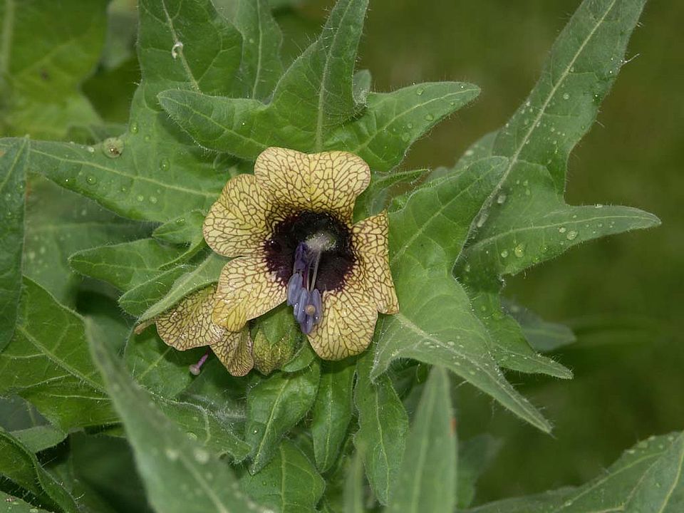 Hyoscyamus niger – Schwarzes Bilsenkraut (Solanaceae)