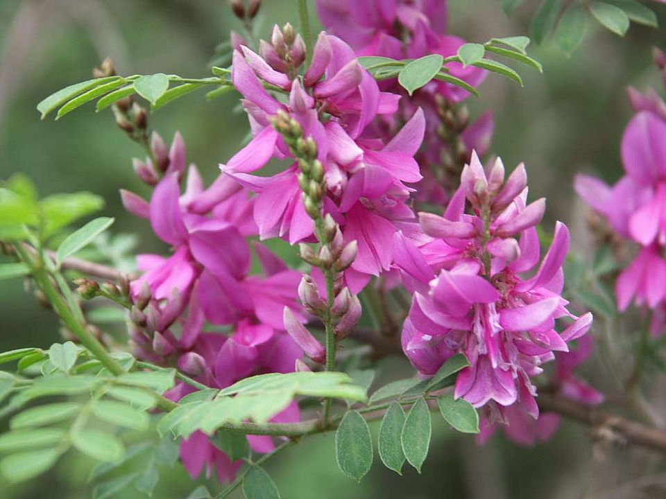 Indigofera heterantha – Indigostrauch (Fabaceae)