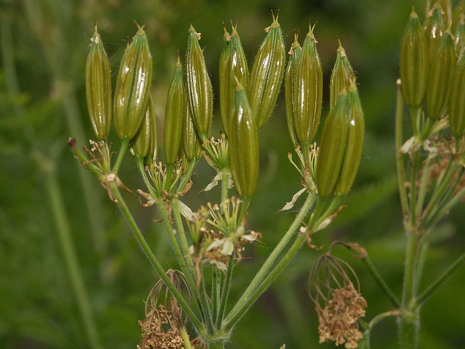 Myrrhis odorata – Süßdolde (Apiaceae)