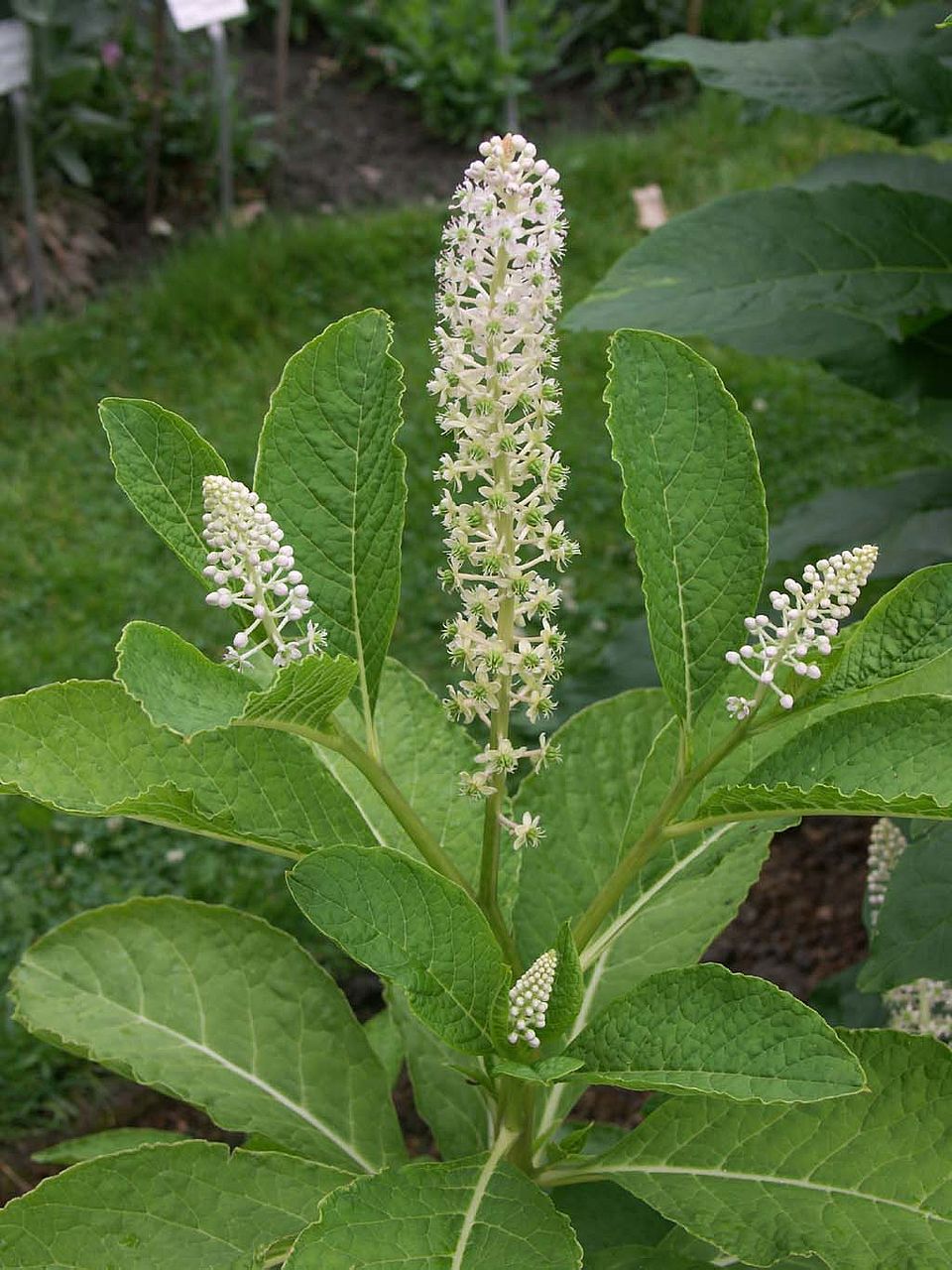 Phytolacca acinosa – Kermesbeere (Phytolaccaceae)