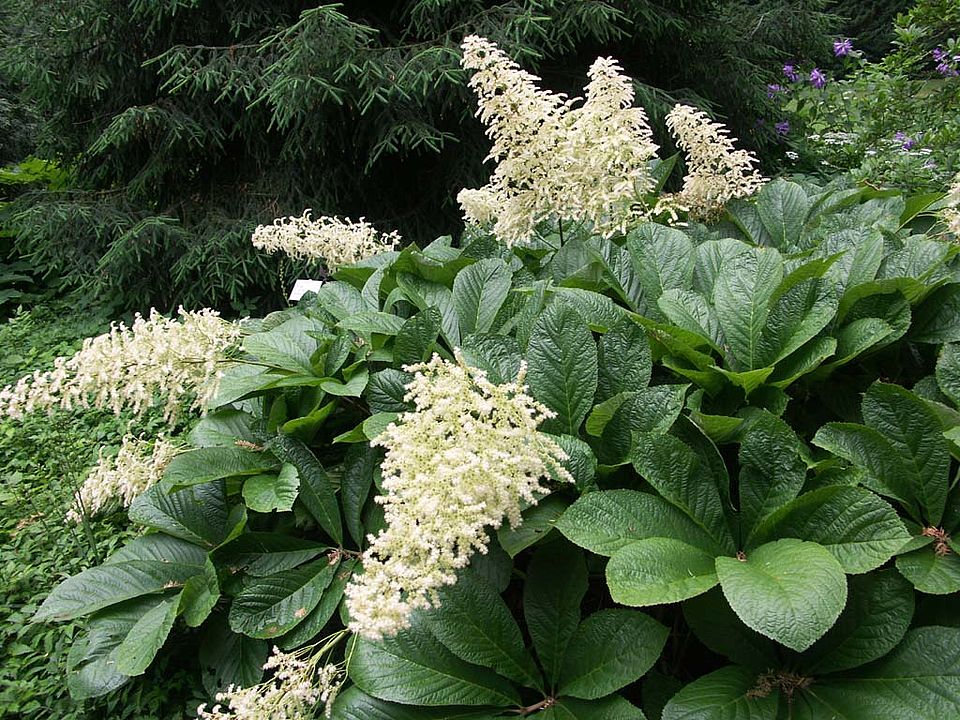 Rodgersia pinnata - Schaublatt (Saxifragaceae)