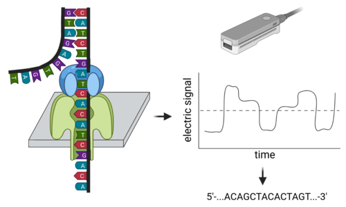 Nanopore sequencing overview