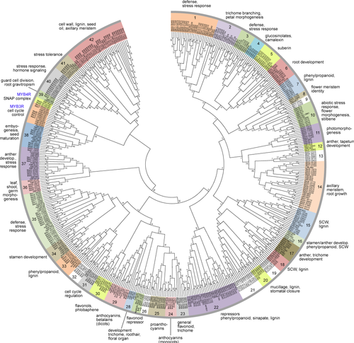 Phylogenetic tree of the Musa acuminata MYBs