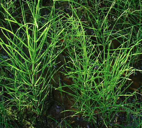 Equisetum arvense