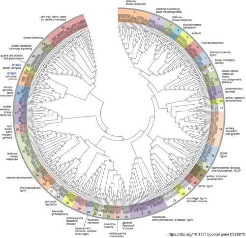 Phylogenetic tree of banana MYBs