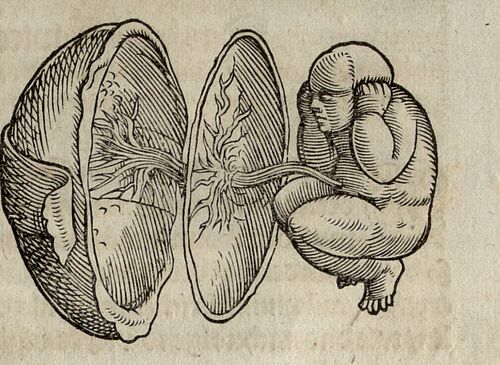 [Abb.2]: Placenta und Ungeborenes, in Ruf, Jacob; Trostbüchle, 1554, 3. Buch, S. XXXIIII. https://mdz-nbn-resolving.de/details:bsb00024324