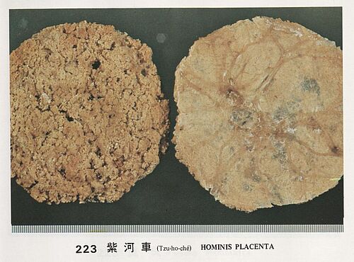 [Abb. 3]: Menschliche Plazenta: Hominis Placenta, 紫河車 (zi he che)